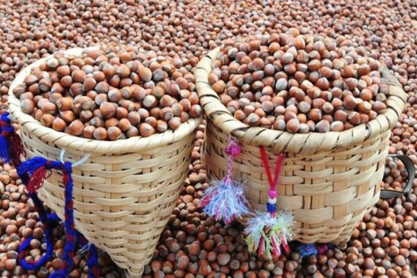 Nutella üreticisi fındık alımını durdurmuştu: Reka... Nutella üreticisi fındık alımını durdurmuştu: Reka...