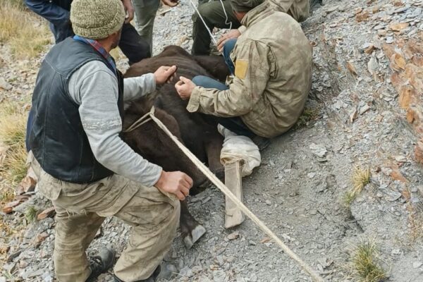 Dere yatağında mahsur kalan büyükbaş kurtarıldı Dere yatağında mahsur kalan büyükbaş kurtarıldı