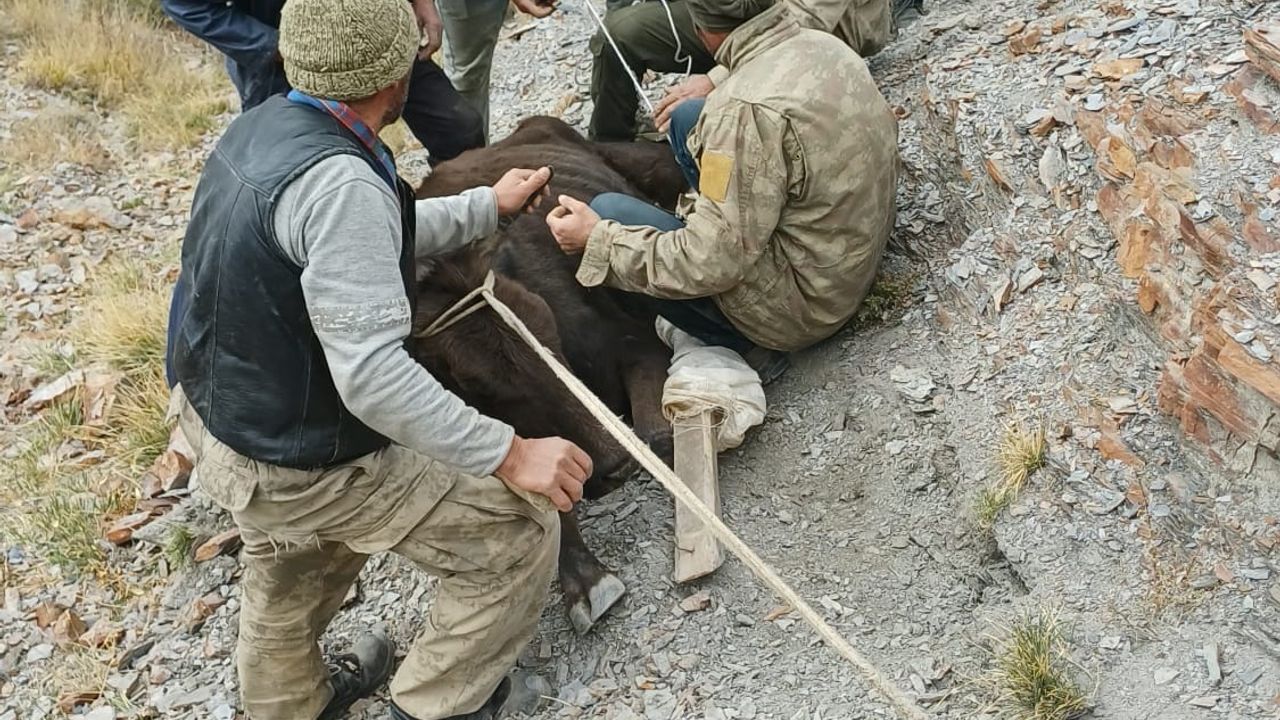 Dere yatağında mahsur kalan büyükbaş kurtarıldı