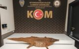 Afyonkarahisar’da timsah derisi ele geçirild...