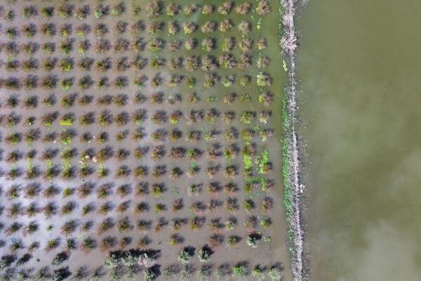 İzmir’i sağanak vurdu: Tarım arazileri sular...