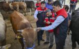 Kurban Bayramı öncesi 4 milyonu aşkın hayvan denet... Kurban Bayramı öncesi 4 milyonu aşkın hayvan denet...