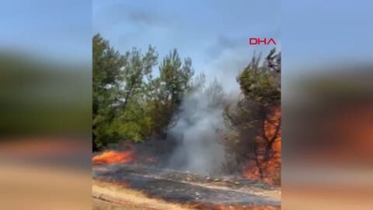 Muğla’da tarım arazisindeki yangın ormana sıçradı!