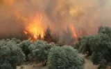 Orman yangınlarına ilişkin 6 kişi hakkında tutukla... Orman yangınlarına ilişkin 6 kişi hakkında tutukla...