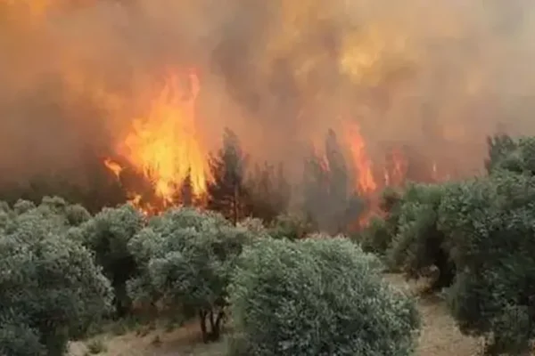 Orman yangınlarına ilişkin 6 kişi hakkında tutukla... Orman yangınlarına ilişkin 6 kişi hakkında tutukla...