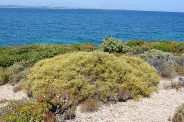 Çeşme’de denize sıfır özel plan askıda!