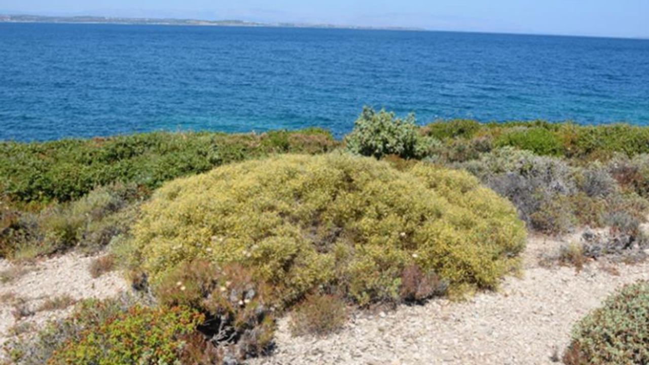 Çeşme’de denize sıfır özel plan askıda!